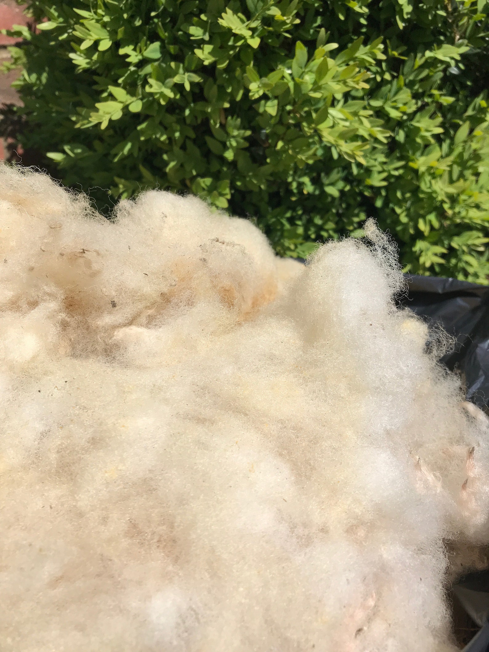 Raw Fleece Sheep Wool Unwashed, Poll Dorset Folk, 200g British Etsy UK