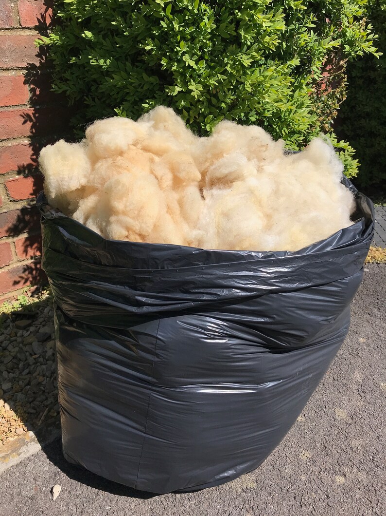 Raw Fleece Sheep Wool Unwashed Poll Dorset Folk 200g Etsy