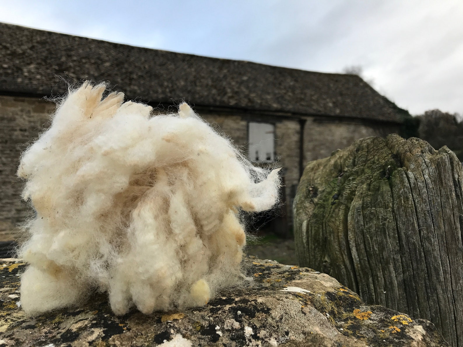 Raw Fleece Sheep Wool Unwashed, Poll Dorset Folk, 200g British Etsy UK