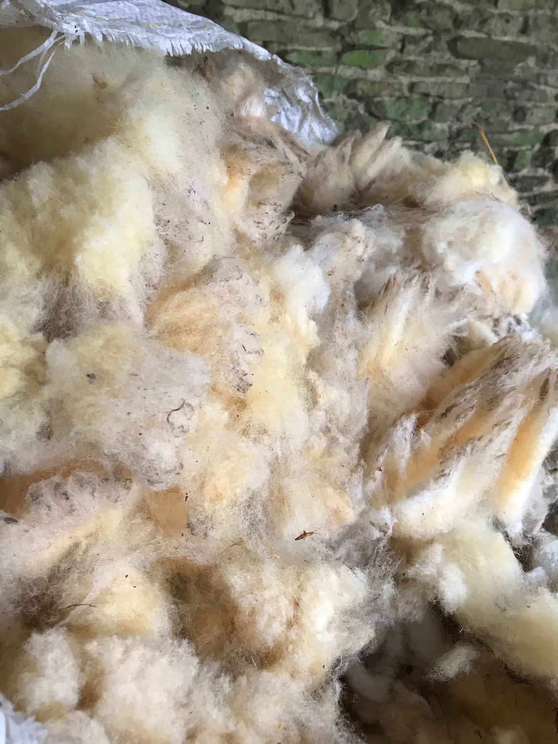 Raw Fleece Sheep Wool Unwashed Poll Dorset Folk 200g Etsy UK