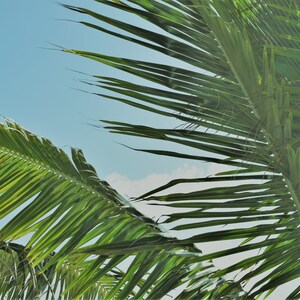 Palm Collection 3