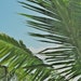 see more listings in the Palm Trees section