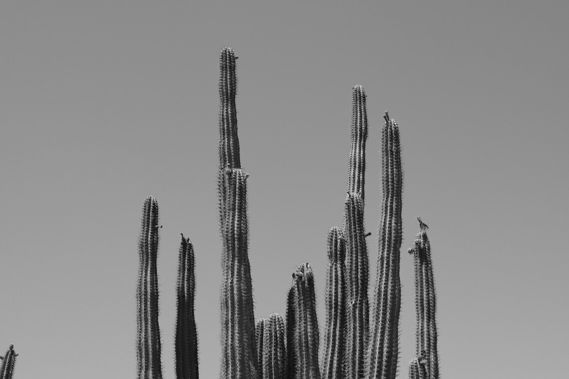 Black and White Collection 8 Etsy