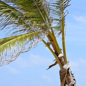 Palm Collection 2