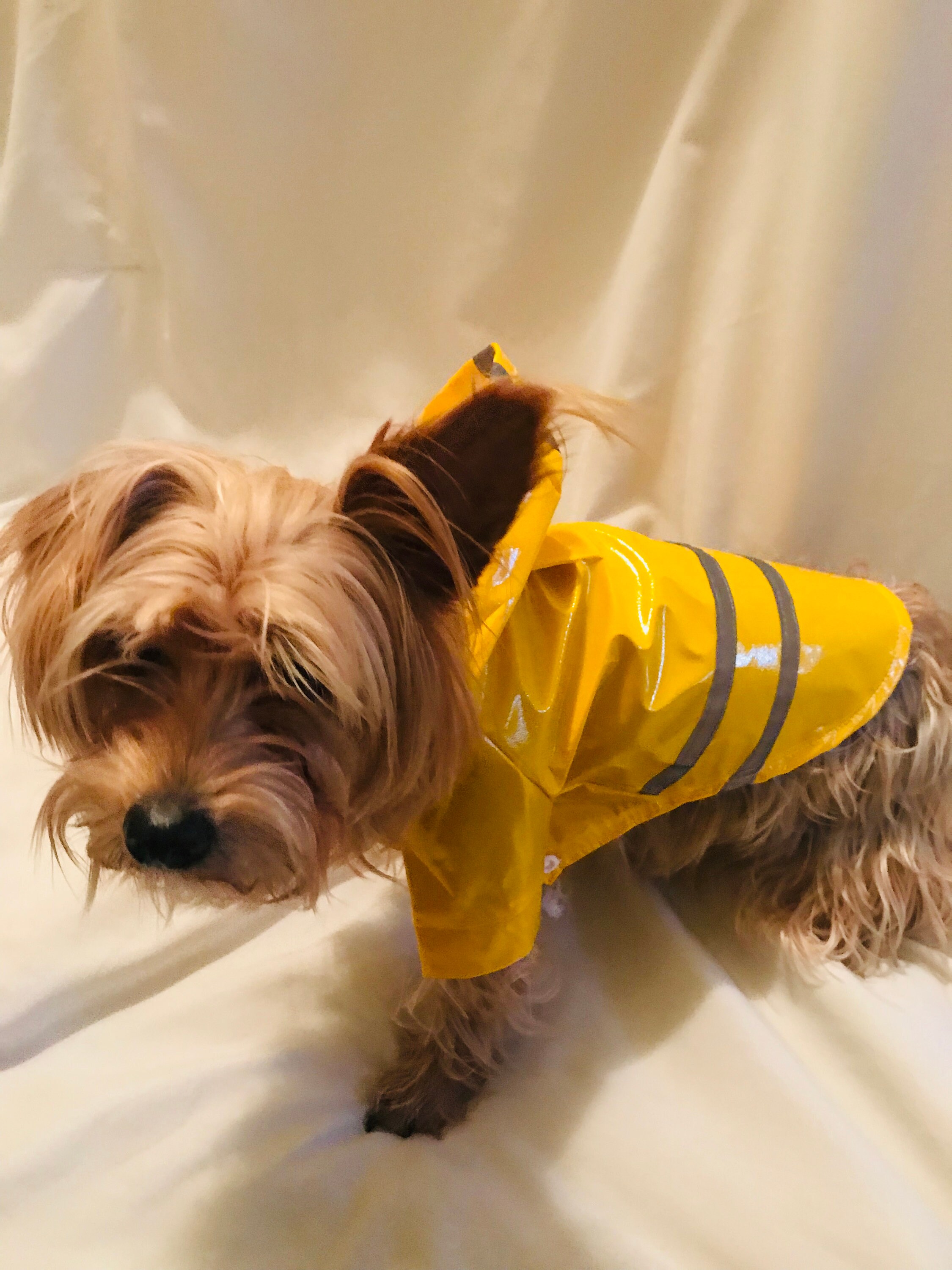 Size Small Yellow Dog Rain Jacket Etsy