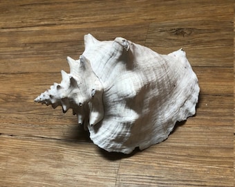 magic conch shell sex toy Magic Music Conch main image 0