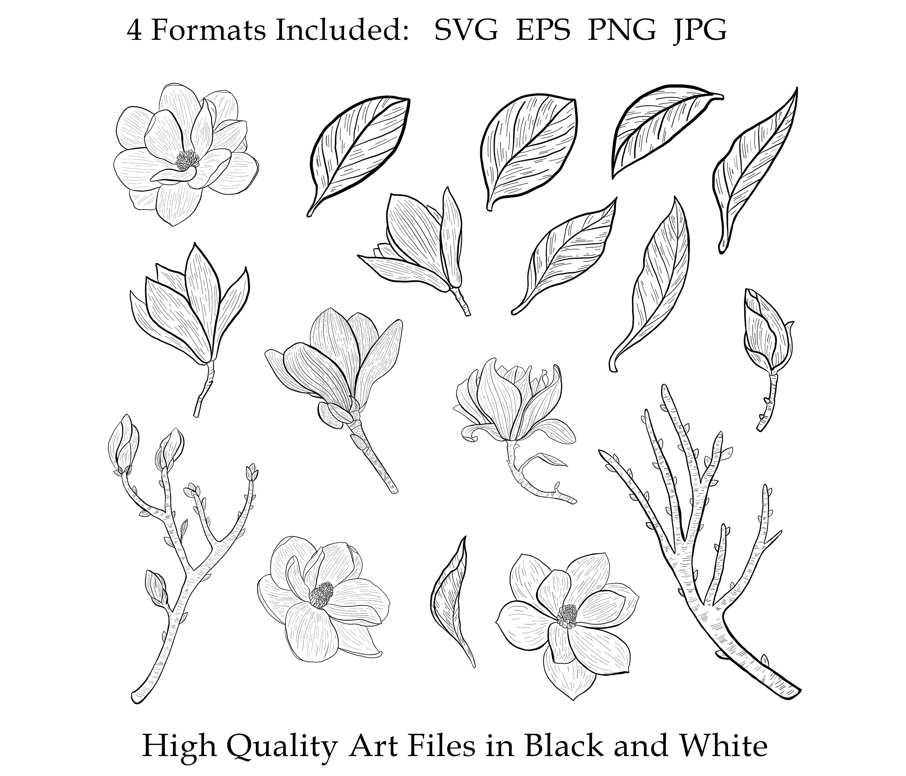 Magnolia Clipart svg Floral Leaves Flowers Botanical | Etsy