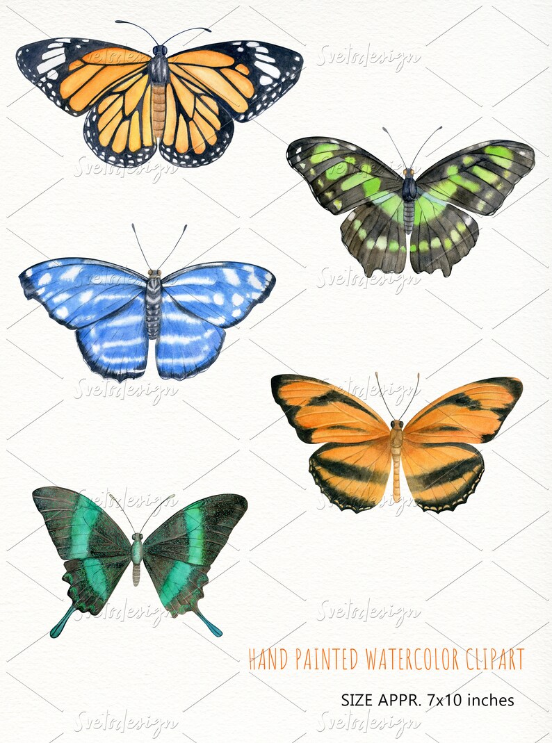 scrapbooking PNG Individual vintage style butterfly clip art for wall art Watercolor hand drawn tropical butterflies clipart wall print