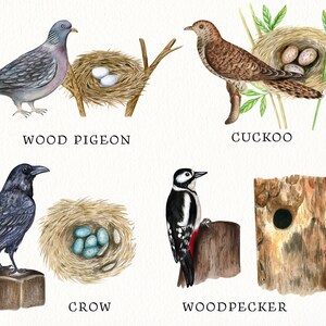 Watercolor Birds and Their Nests Clipart. Hand Painted Birds Houses ...