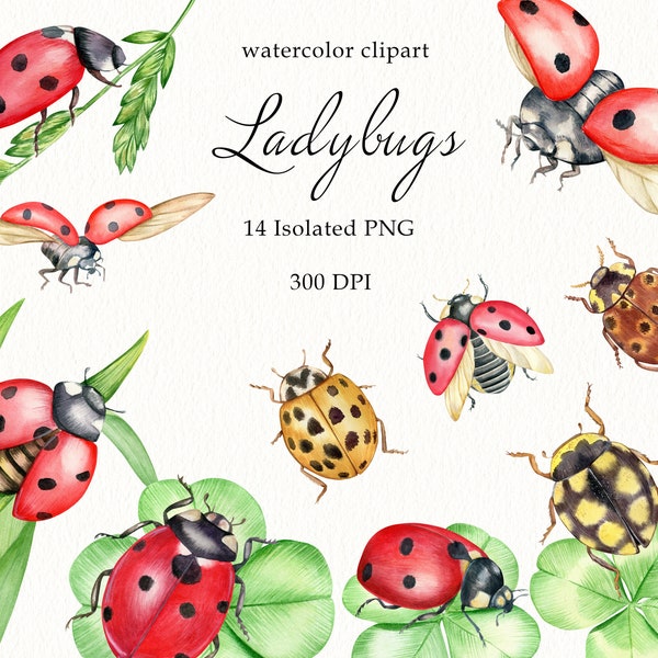 Watercolor Ladybugs Clipart, Bug, Coccinellidae, Bug Catching, Beetles PNG, Entomology, Digital Download and Commercial Use