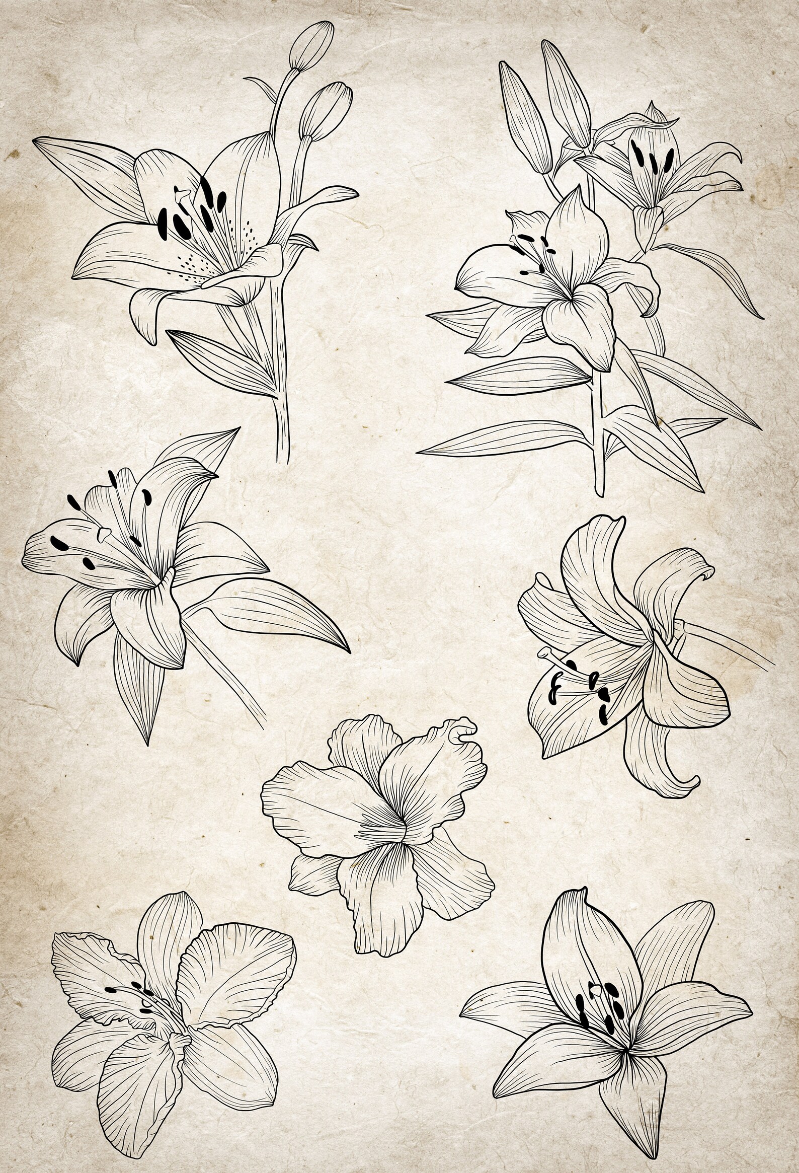 Lilies Flowers Lineart Clipart. Black Outline Individual Clipart PNG ...