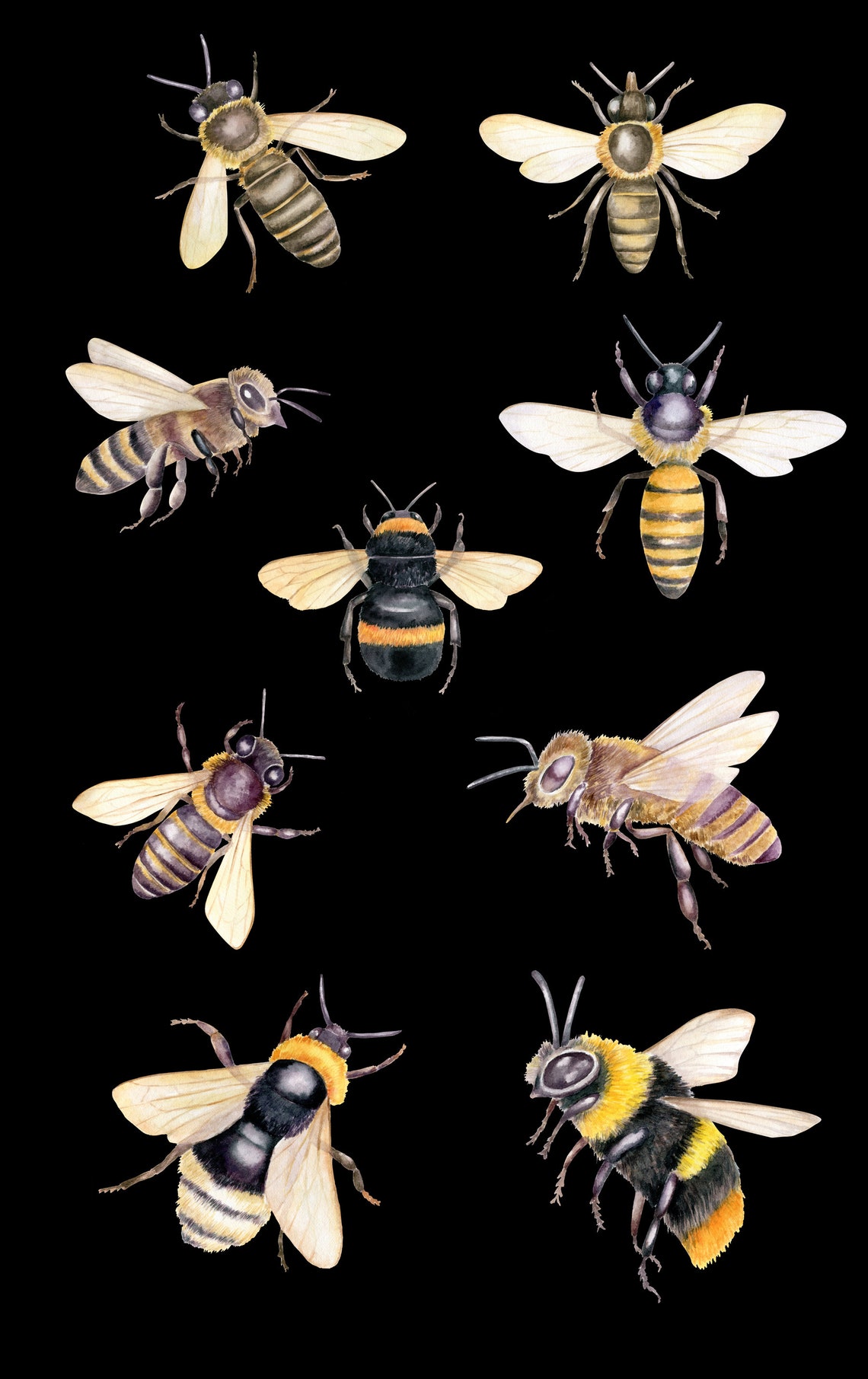 bumble bee botanicals bumble bee botanicals