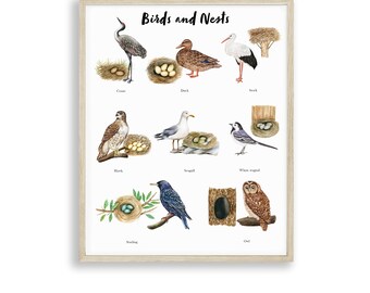Aquarell Vögel und Nester Poster, Wilde Vögel Poster, Nesting Birds, Pädagogische Schule Montessori Digitaldruck