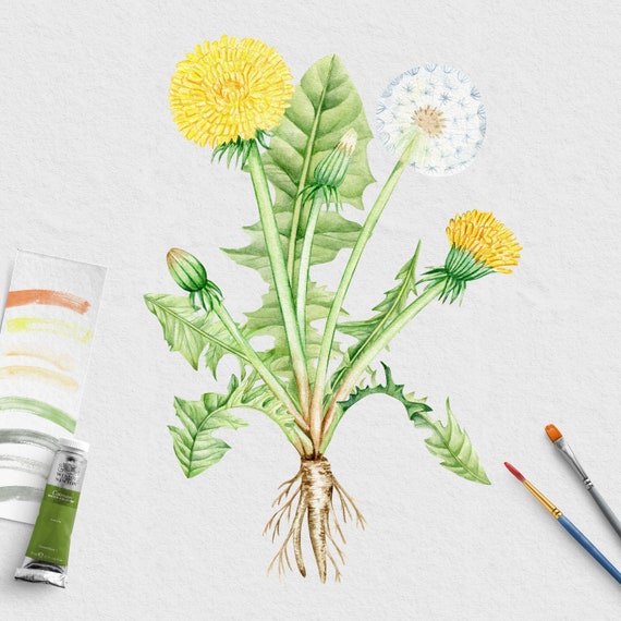 Watercolor Dandelion Floral Clipart. Hand Painted Yellow Spring