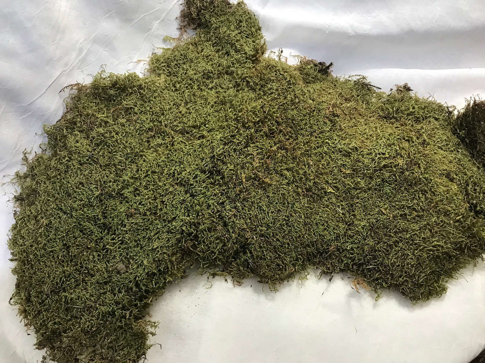 Preserved Sheet Moss Holiday Decorating Moss Decorating Etsy