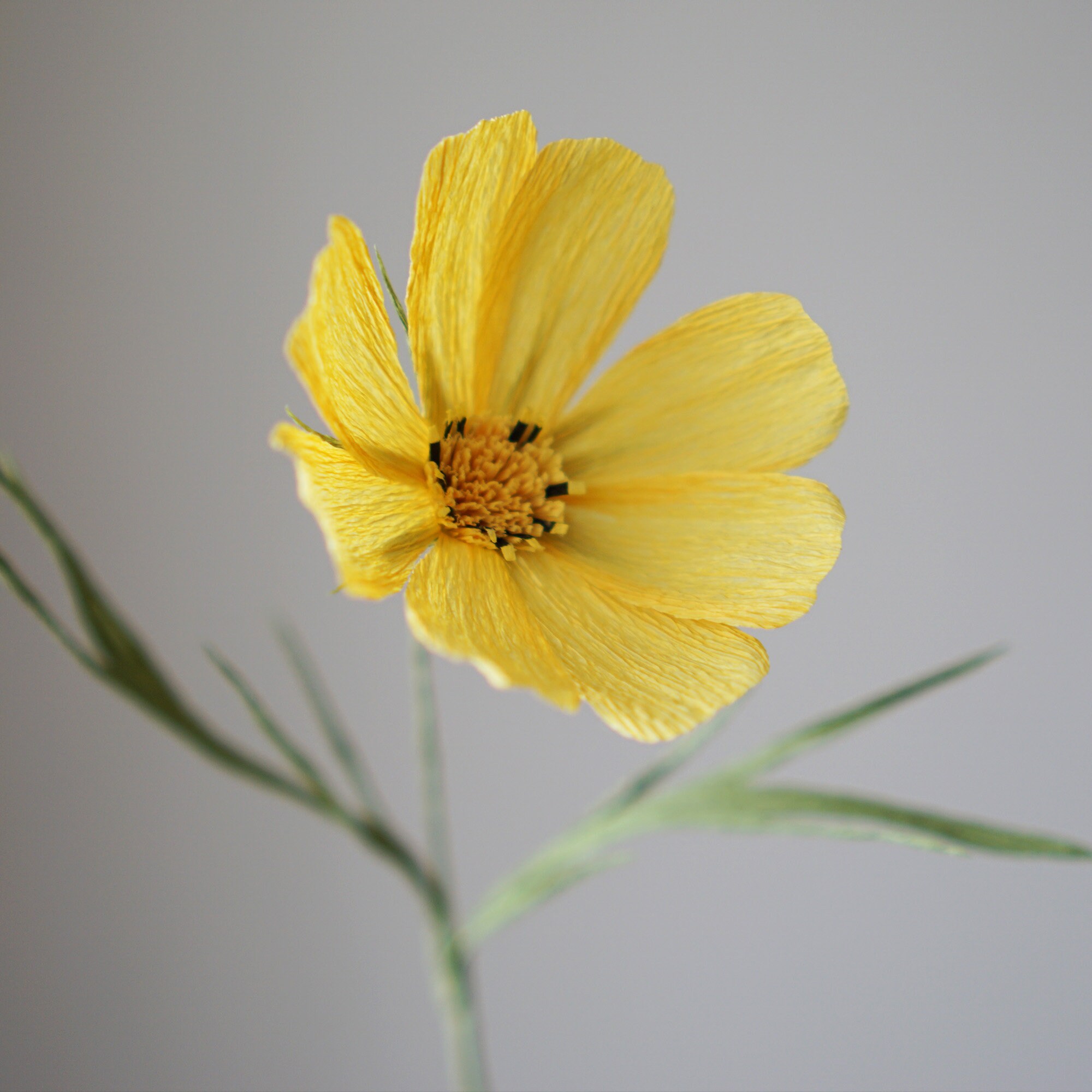 Digital Template Handmade Crepe Paper COSMOS Digital Template Etsy