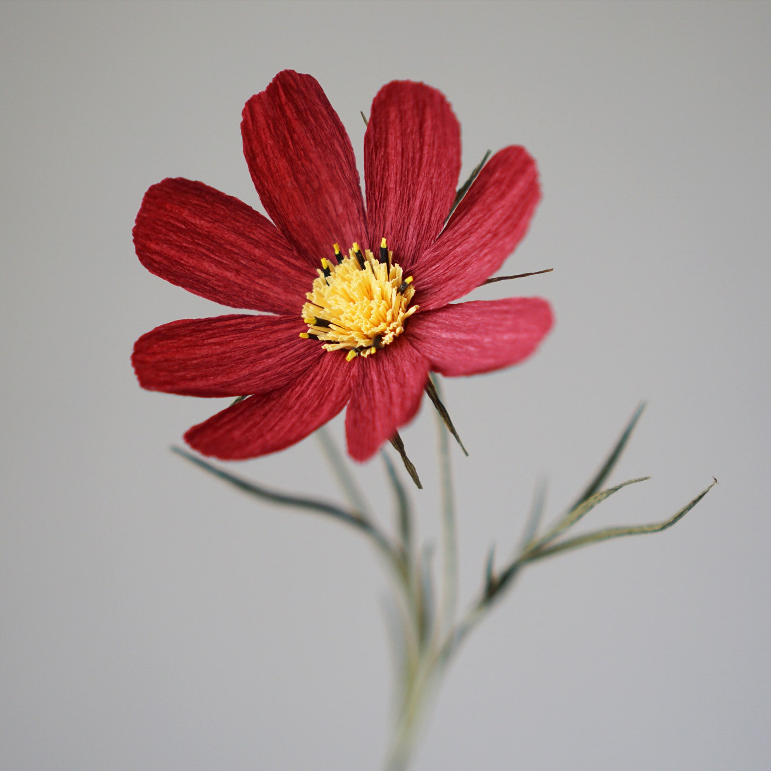 Digital Template Handmade Crepe Paper COSMOS Digital Template Etsy