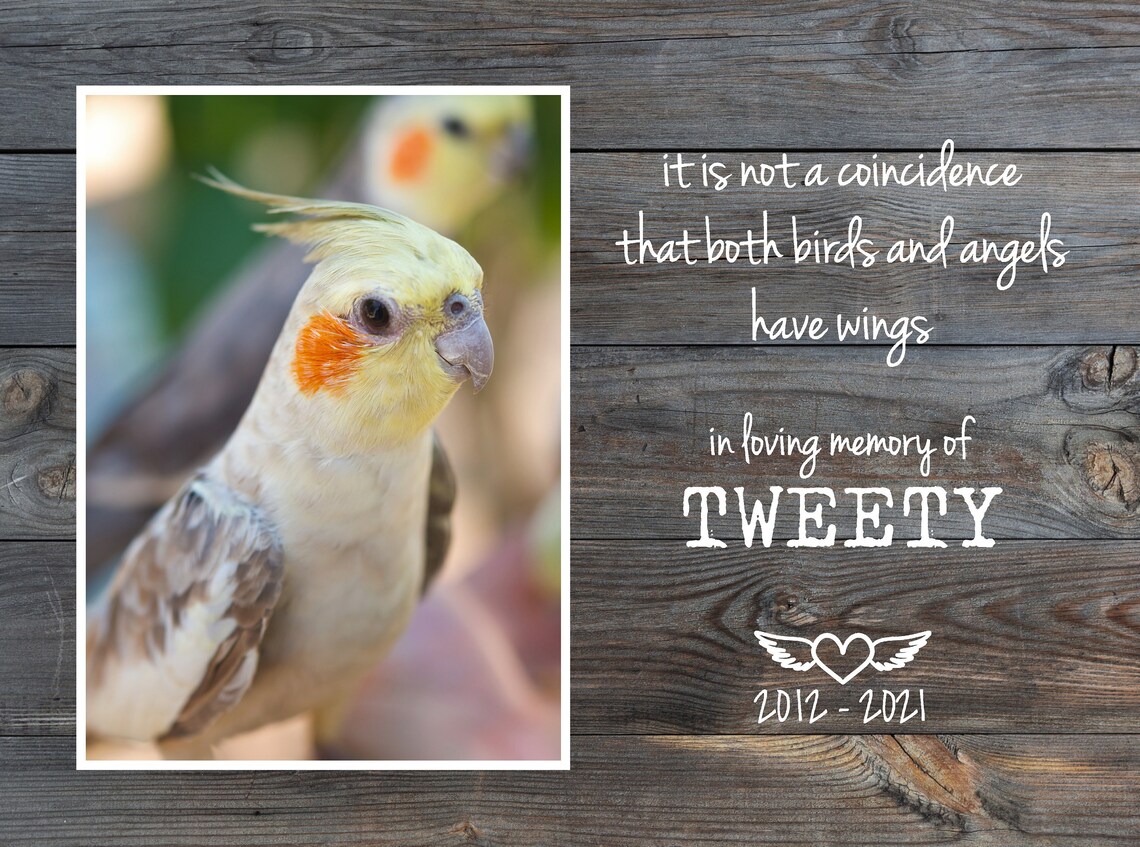 Personalized Pet Memorial Gift Bird Memorial Gift Pet Loss Etsy