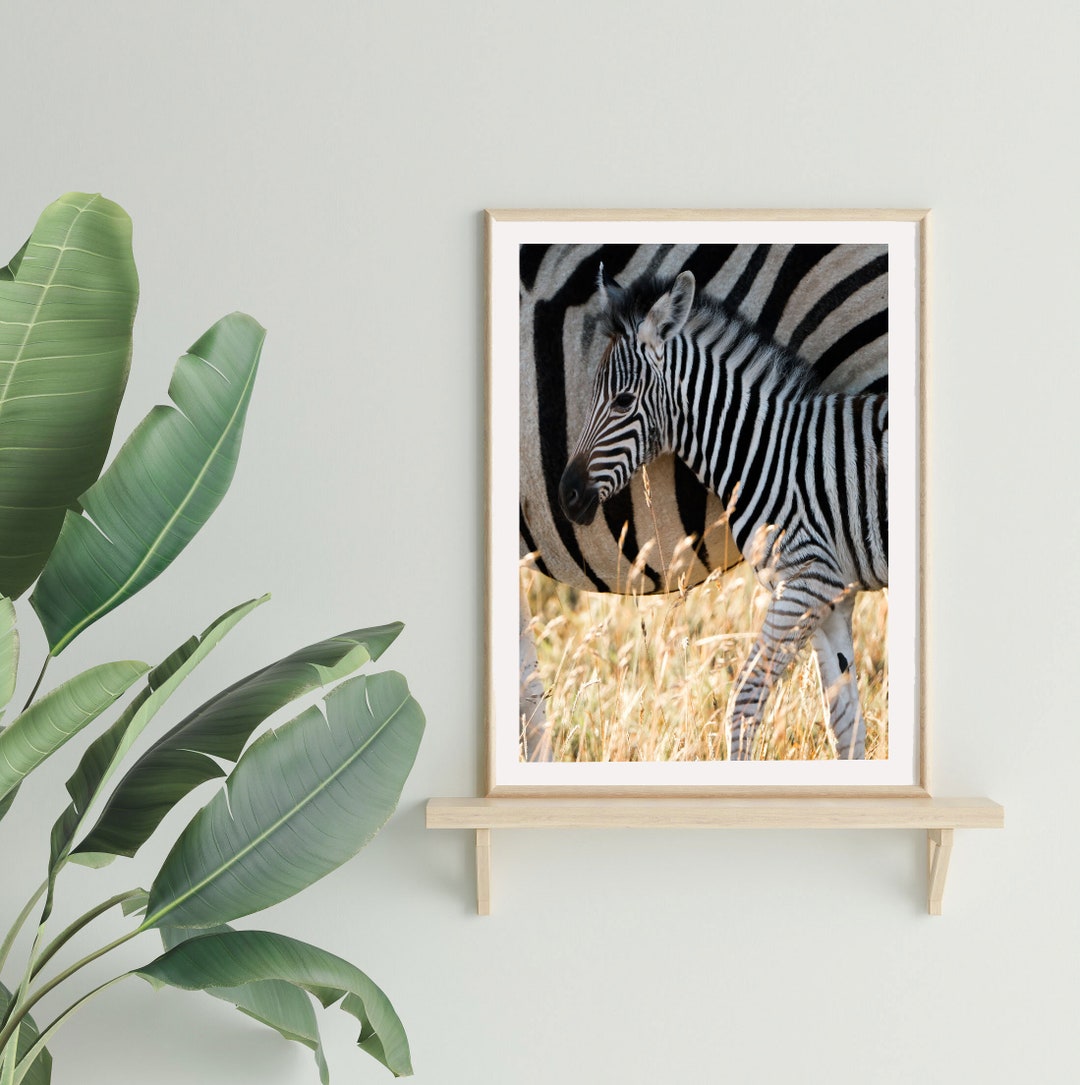 Baby Zebra Wall Art Animal Nursery Print Original Nature - Etsy