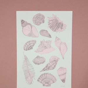 Pink Sea Shells | | am Meer A4 Riso Druck