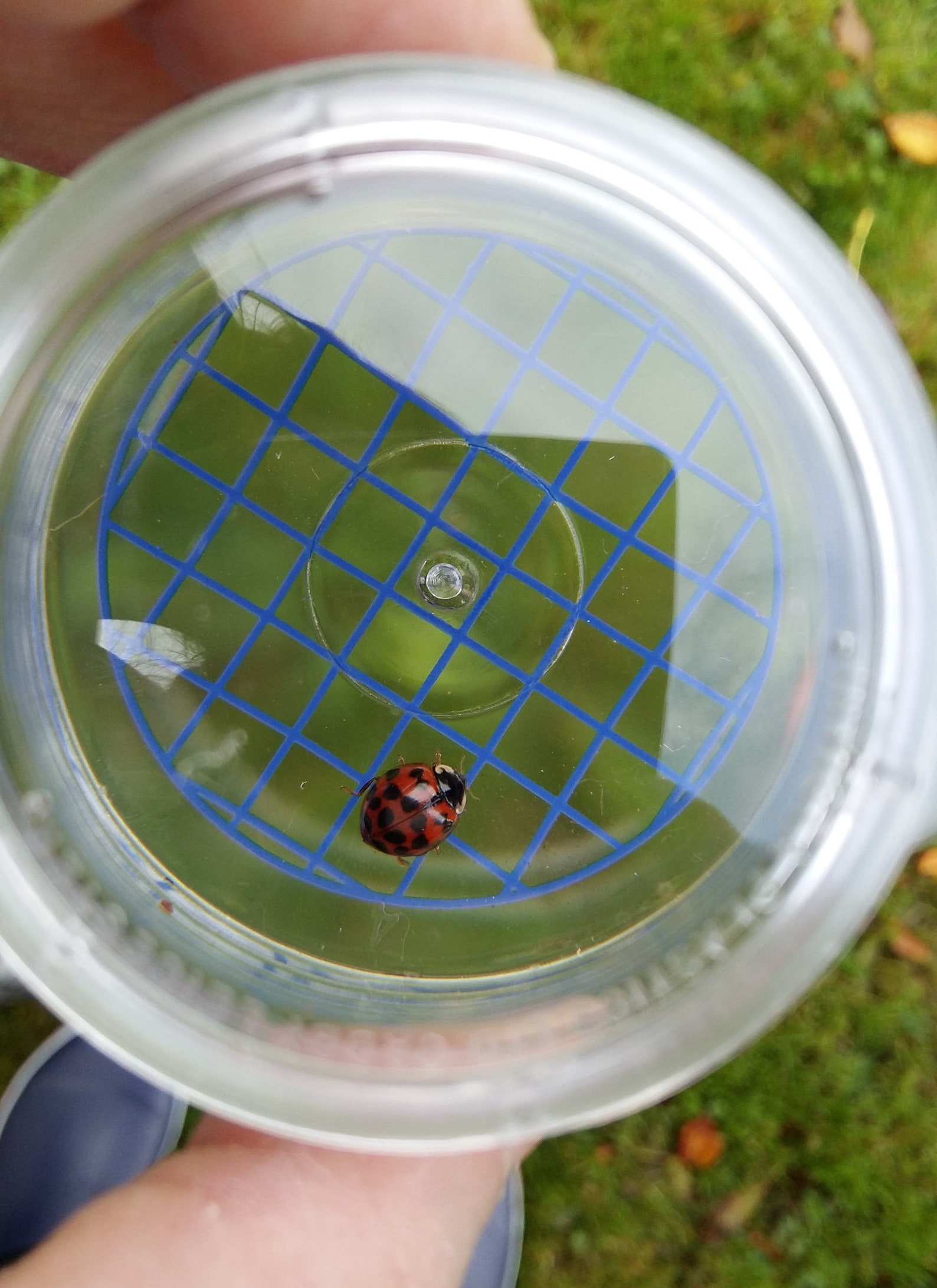 Bug Hunting Kit Etsy