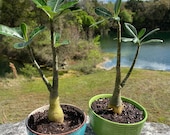 Desert Rose Plant with 6 Ceramic Container Set
