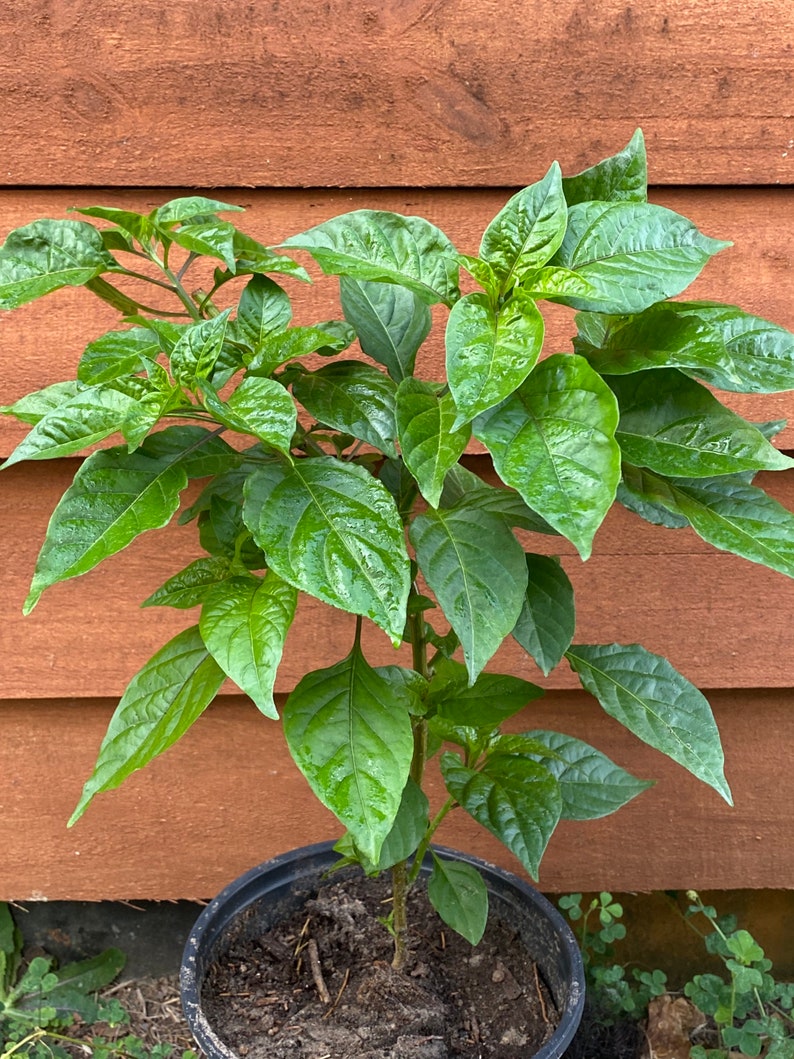 Carolina Reaper Live Plant 1 Ft Tall Etsy