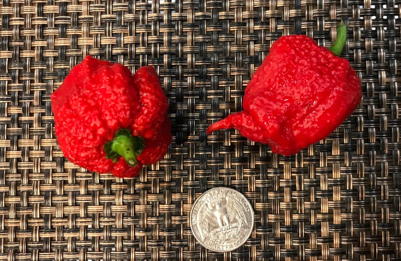 carolina reaper seeds carolina reaper seeds