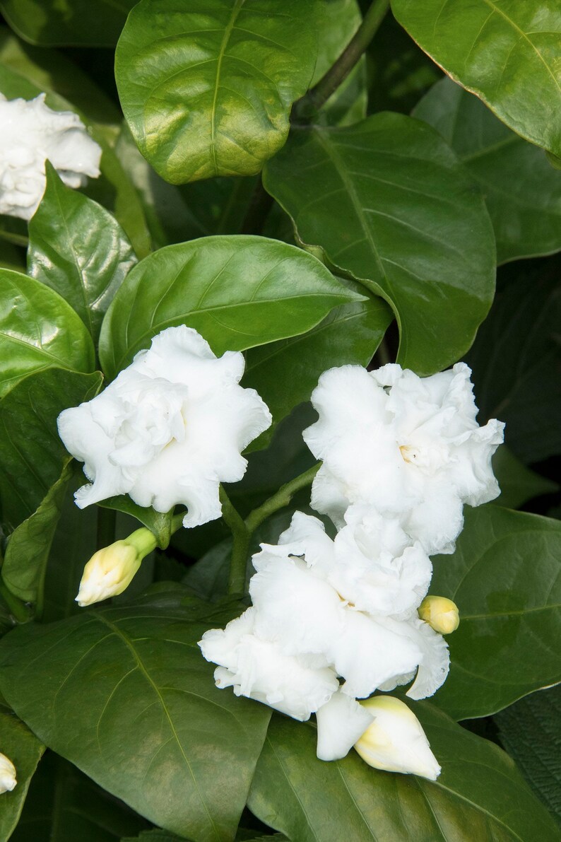 Double Flowering Crepe Jasmine Tabernaemontana divaricata