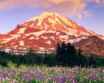 Mt. Rainier, Sunset, Wildflowers, Lupine Field, Wall Art, Landscape Print, Nature Photography, Pacific Northwest Print, Washington, Mountain