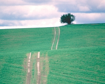 Tree, Farm, Field, Dirt Road, Spring, Wall Art, Washington, Whitman County, Landscape Print, Nature Photography, Pacific Northwest Photo