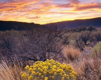 Dry Falls State Park, Sunset, Wall Art, Flowers, Landscape Print, Nature Photography, Pacific Northwest Photo, Eastern Washington, Desert