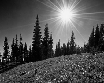 Mt. Rainier, Alpine Meadow, Flowers, Wall Art, Trees, Black and White, Landscape Print, Nature Photography, Pacific Northwest, Washington