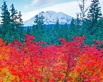 Mt. Adams, Fall Color, Landscape Print, Wall Art, Nature Photography, Pacific Northwest Photo, Washington, Autumn, Snow