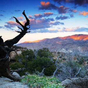Martinez Mountain, Sunset, Wildflowers, Wall Art, Landscape Print, Nature Photography, Desert, California, Palm Springs