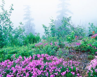 Mt. Rainier, Alpine Meadow, Paradise, Flowers, Wall Art, Fog, Trees, Landscape Print, Nature Photography, Pacific Northwest Photo