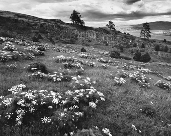 Columbia River Gorge Flowers, Sunset, Wall Art, Field, Black and White, Landscape Print, Nature Photography, Pacific Northwest, Washington