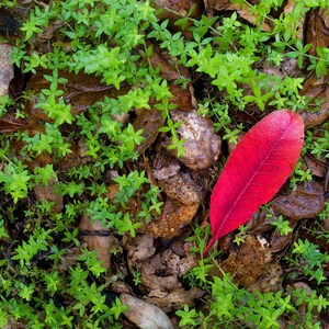 Autumn Leaf, Fall Color, Santa Barbara, California, Santa Ynez Mountains, Wall Art, Landscape Print, Nature Photography, Contrast