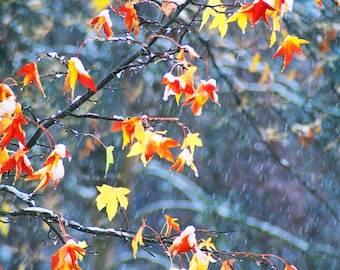 Autumn Leaves and Snow, Landscape Print, Wall Art, Nature Photography, Pacific Northwest Photo, Washington, Fall Color