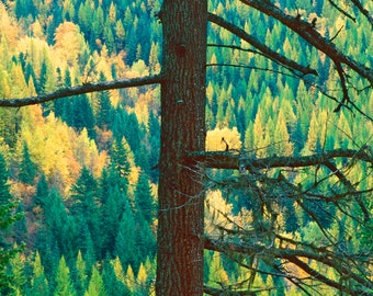 Mountains, Fall Color, Landscape Print, Wall Art, Nature Photography, Pacific Northwest Photo, Washington, Autumn, Pine Tree