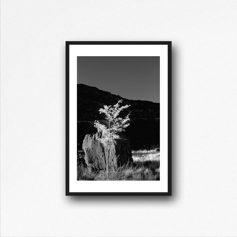 Dry Falls Tree, Black and White, Wall Art, Landscape Print, Nature