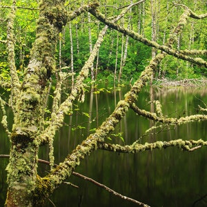 Mossy Tree Print, Reflection Lake, Swamp, Oregon Coast, Landscape Photo, Wall Art, Nature Photo, Pacific Northwest