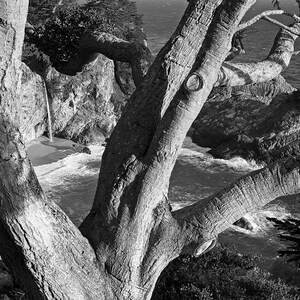 McWay Falls, Big Sur, Tree, Black and White, Waterfall, Landscape Print, Nature Photography, Southern California Photo, Coast, Sunset
