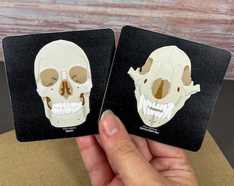 Paquete de pegatinas de calaveras: calaveras de humano y oso negro, vinilo brillante (7,6 cm)
