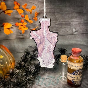 Muscular System Ornament, anatomy ornament, anatomy gift - 3.75”