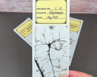 Adhesivo para portaobjetos de microscopio de neuronas piramidales - 4”