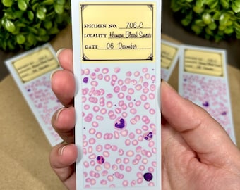 Blood Smear Histology Slide Sticker, Indoor/Outdoor Satin Vinyl - 4” sticker