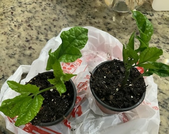 2 Organic Ugu seedlings