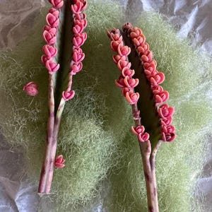 Pink Butterfly Kalanchoe succulent 2 leaf cutting mother of millions thousands READ ENTIRE LISTING
