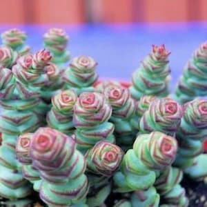 Mother of Thousands Plant: How to Propagate the Succulent - 2026